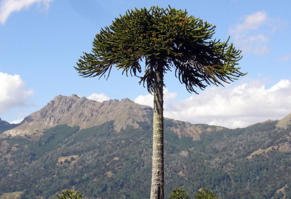 03-araucaria servicio funerario araucaria pino oregon